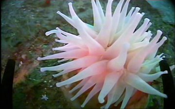 Red anemone tentacles